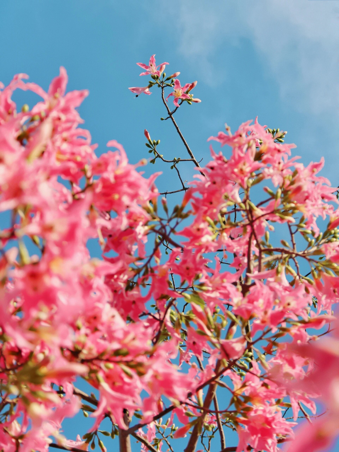 202311291732041672703