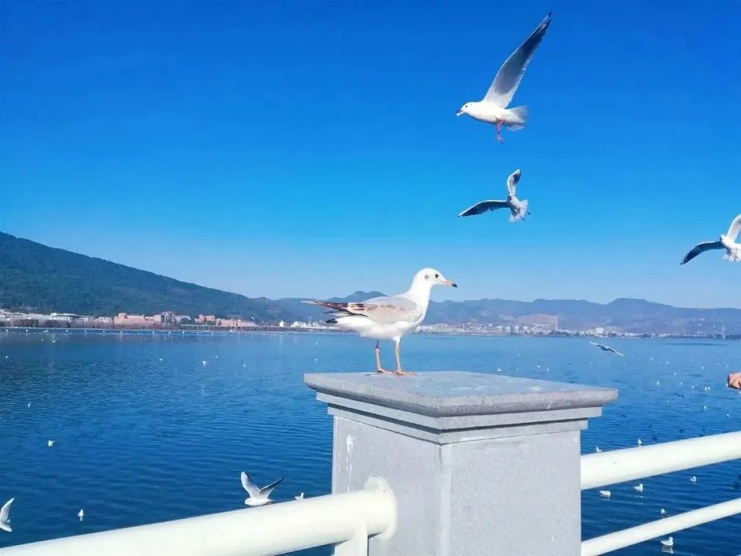 202311291732287298820